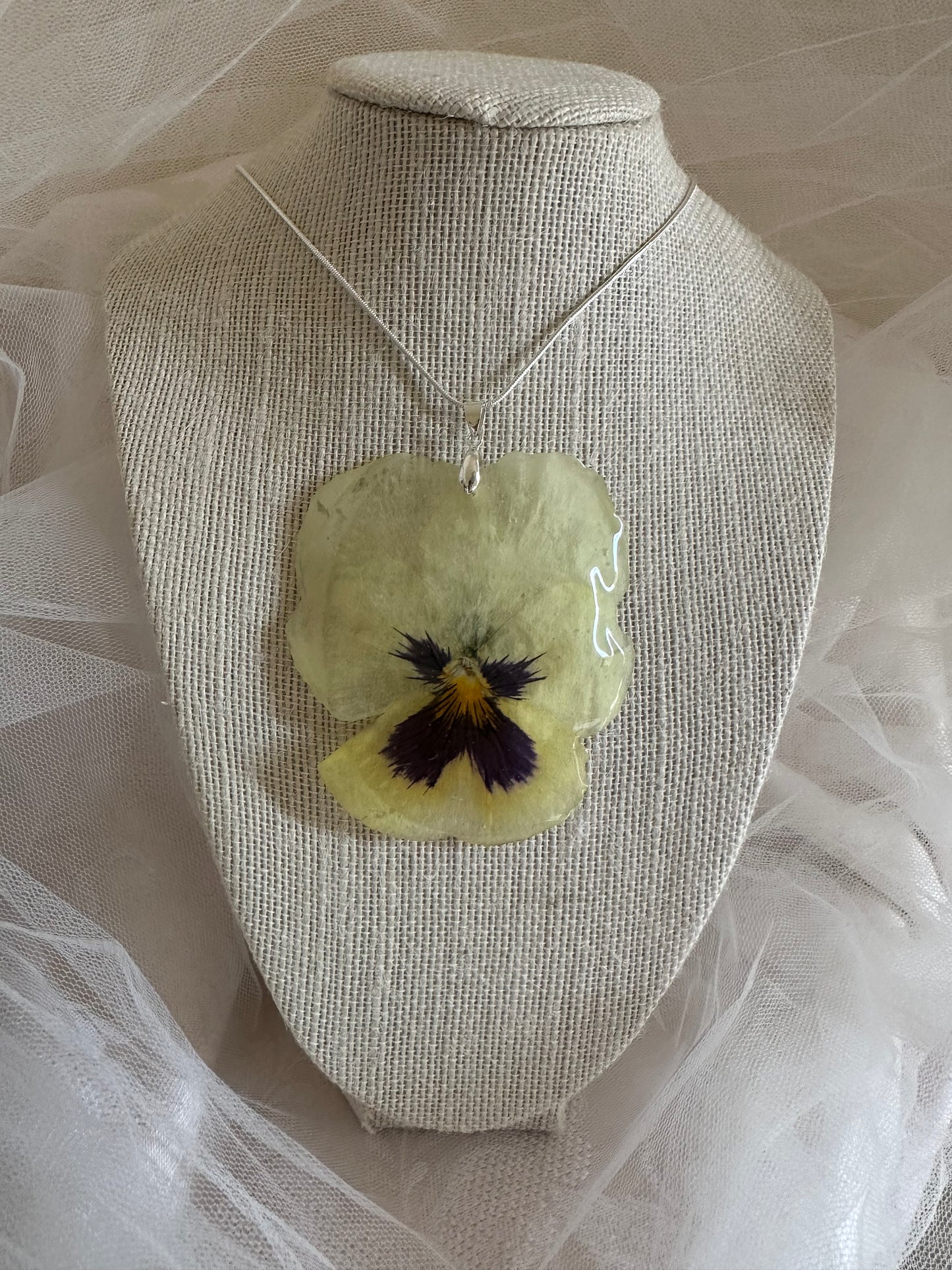 Large light-yellow pansy