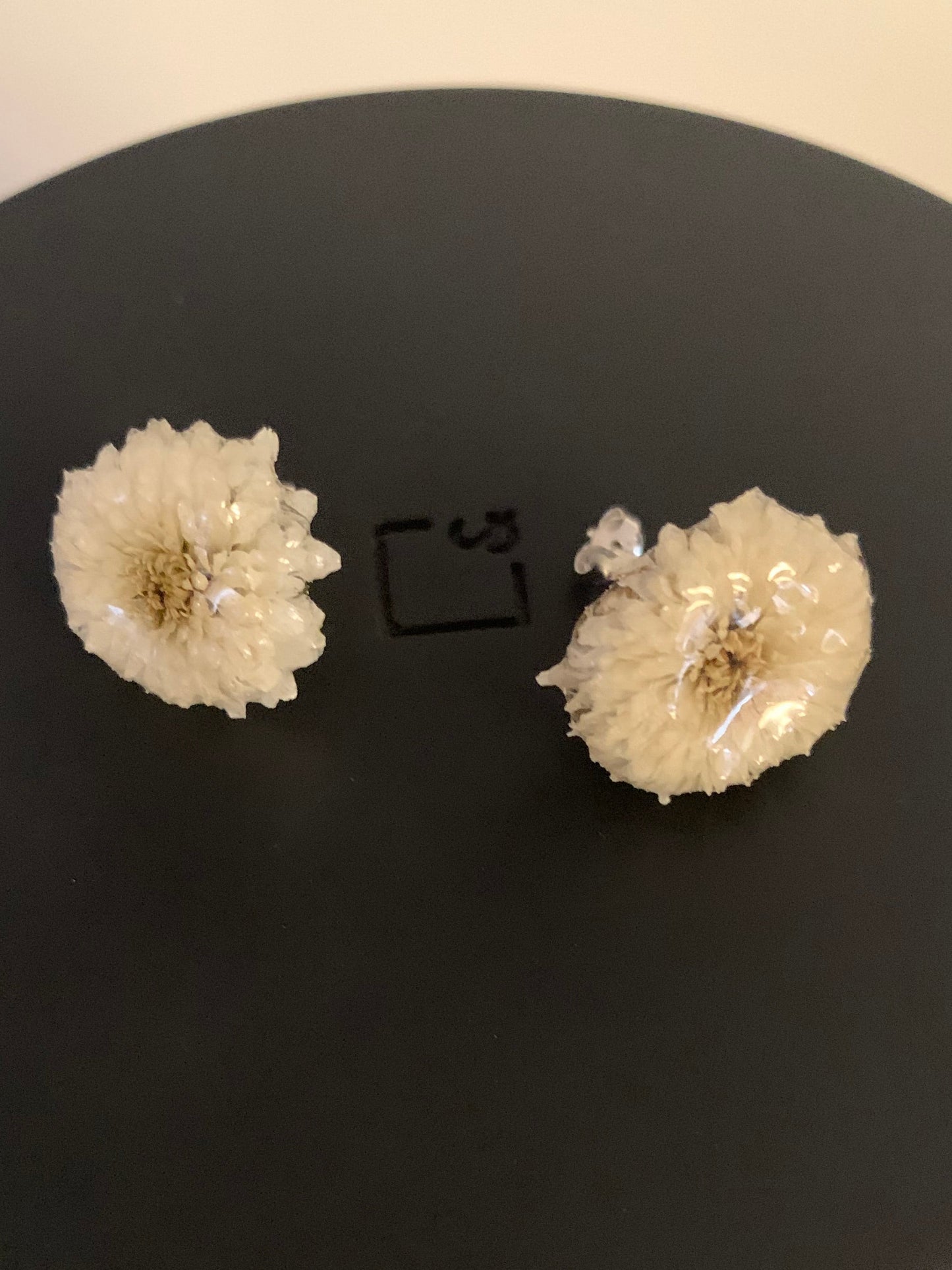 Mini chrysanthemum studs
