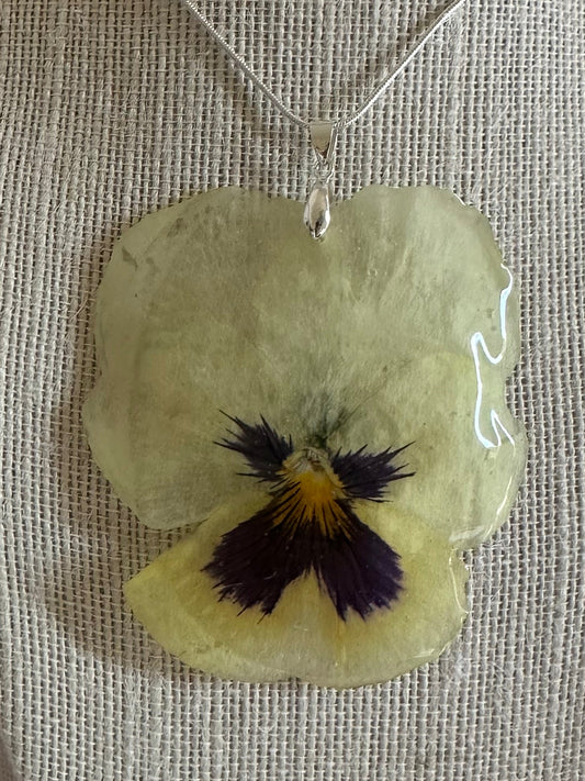 Large light-yellow pansy