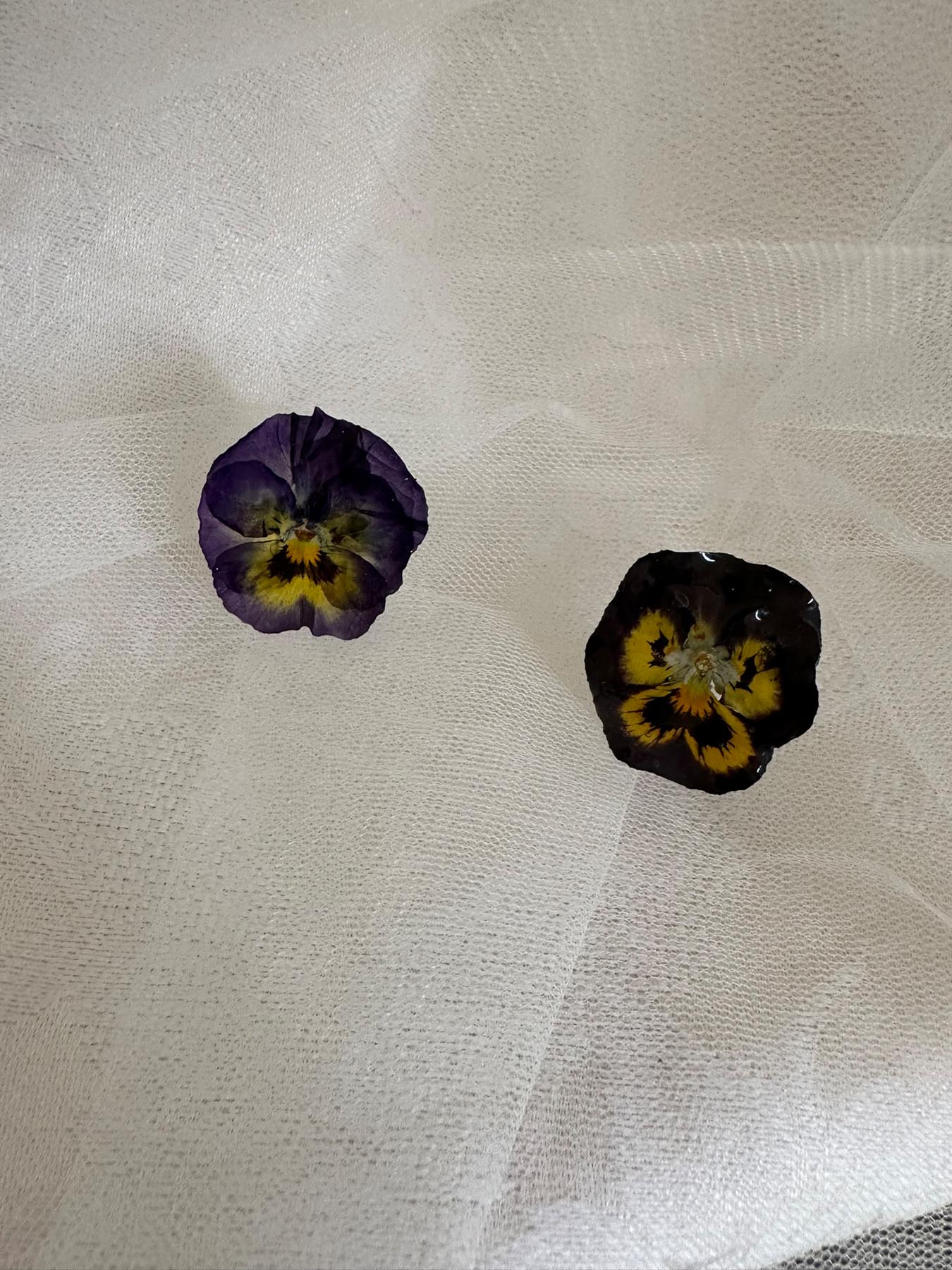 Purple and yellow pansy earrings
