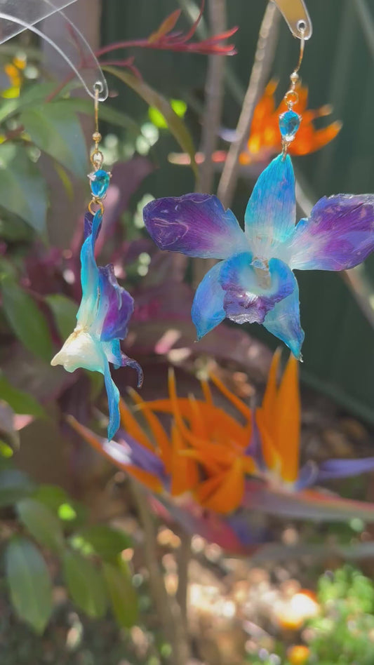 Blue Singapore orchids